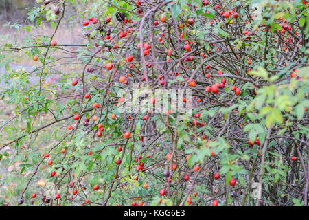 Bush les hanches avec les baies mûres baies d'un dogrose. Sur un buisson de roses sauvages fruits.. dogrose épineux d'églantier rouge. Banque D'Images