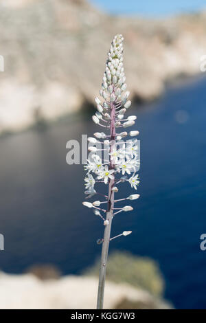 Drimia maritima s. l. (Urginea pancration) à Malte. près de Blue Grotto Banque D'Images