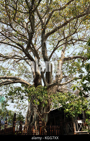 Temple Gangaramaya Colombo Sri Lanka Arbre Bo Banque D'Images