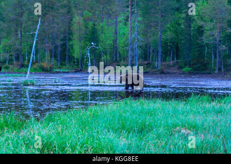 Étang avec un ours brun, à Kuusamo, Finlande région Banque D'Images