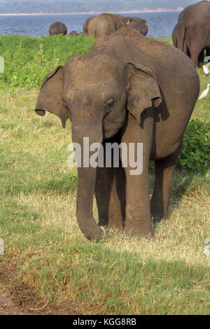 Le Parc National de Minneriya North Central Province Sri Lanka les éléphants d'Asie Banque D'Images