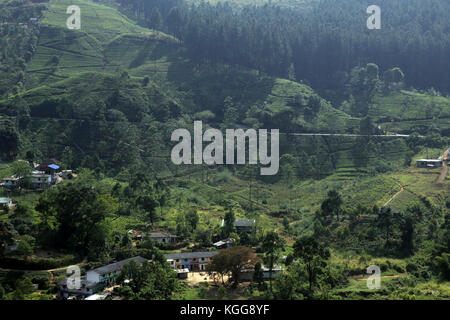 La plantation de thé près de Hill Country Nuwara Eliya Sri Lanka Province centrale Banque D'Images