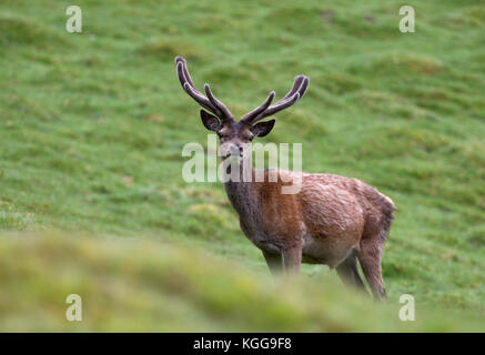 Red Deer (Cervus elaphus, seul mâle adulte avec bois en velours de l'article sur les herbages. Vallée de Findhorn, Ecosse, Royaume-Uni. Banque D'Images