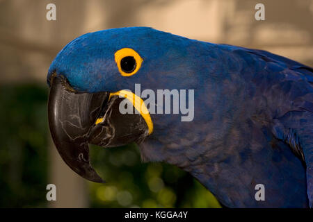 Anodorhynchus hyacinthinus hyacinth macaw, Banque D'Images