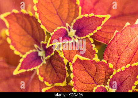 Plectranthus scutellarioides , soleil d'hiver, de plus en plus faible. cultivar compact Banque D'Images