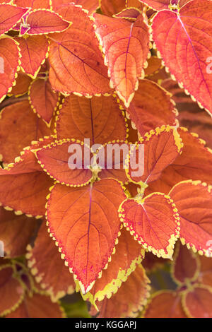 Plectranthus scutellarioides , soleil d'hiver, de plus en plus faible. cultivar compact Banque D'Images