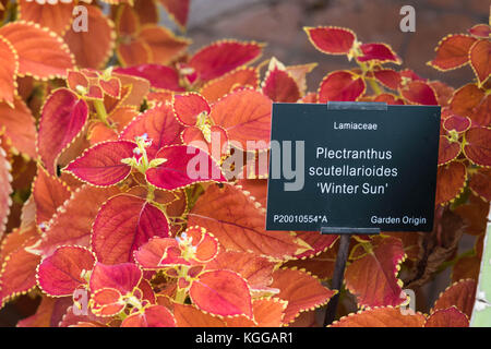 Plectranthus scutellarioides , soleil d'hiver, de plus en plus faible. cultivar compact Banque D'Images