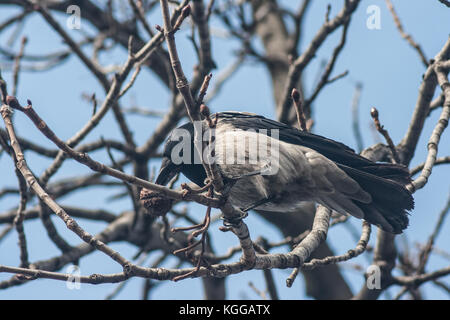 Hooded crow (corvus cornix) debout sur une branche d'arbre, manger un fruit à partir de cela, par une froide journée d'hiver, Belgrade, Serbie Banque D'Images