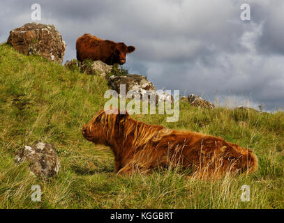 Scottish Highland cattle grazing in a field et le pâturage sur l'île de Mull, en Ecosse Banque D'Images