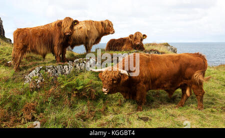 Scottish Highland cattle grazing in a field et le pâturage sur l'île de Mull, en Ecosse Banque D'Images