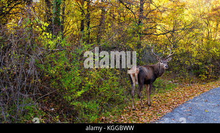 Barrea (Abruzzes, Italie) - un chevreuil marche sur la route près de barrea dans le parc national des Abruzzes Banque D'Images