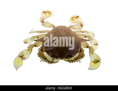 La lune, le crabe commun matuta victor, est un petit crabe tropical benthiques avec une carapace arrondie, deux longues épines latérales, couleur jaune, de nombreux bons Banque D'Images