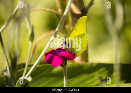 Gonepteryx cleopatra sur fleur Banque D'Images