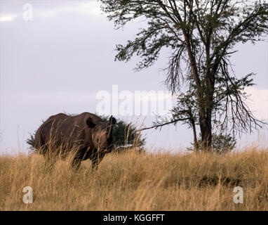 Le Rhinocéros noir : jeu de quatre plans d'un rhinocéros noir en voie de disparition dans l'ensemble jogging les plaines du Serengeti en Tanzanie du nord Banque D'Images