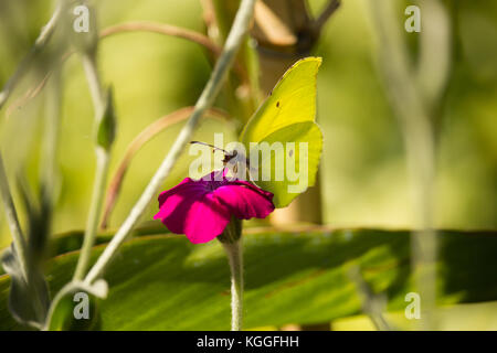 Gonepteryx cleopatra sur fleur Banque D'Images