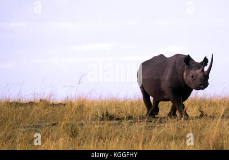 Le Rhinocéros noir : jeu de quatre plans d'un rhinocéros noir en voie de disparition dans l'ensemble jogging les plaines du Serengeti en Tanzanie du nord Banque D'Images