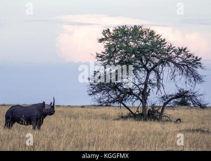 Le Rhinocéros noir : jeu de quatre plans d'un rhinocéros noir en voie de disparition dans l'ensemble jogging les plaines du Serengeti en Tanzanie du Nord Banque D'Images