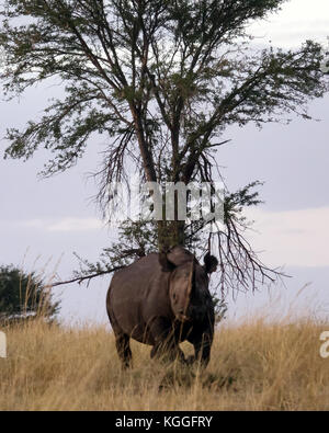 Le Rhinocéros noir : jeu de quatre plans d'un rhinocéros noir en voie de disparition dans l'ensemble jogging les plaines du Serengeti en Tanzanie du Nord Banque D'Images