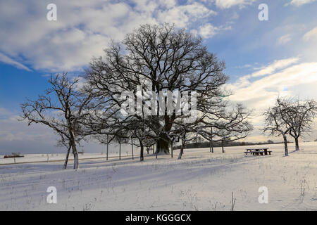 Paysage d'hiver / chêne millénaire Banque D'Images