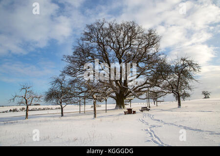 Paysage d'hiver / chêne millénaire Banque D'Images