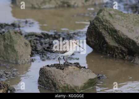 En plumage d'hiver de Dunlin Banque D'Images