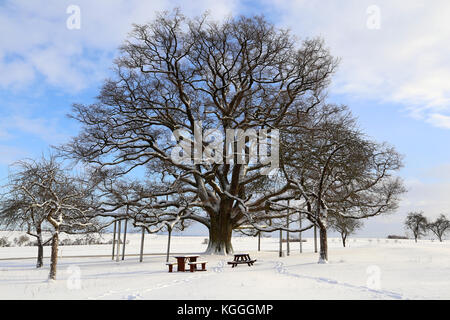 Paysage d'hiver / chêne millénaire Banque D'Images