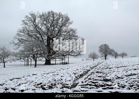 Paysage d'hiver / chêne millénaire Banque D'Images