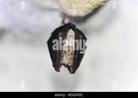 Macro d'une bat pendant du plafond d'une grotte Banque D'Images