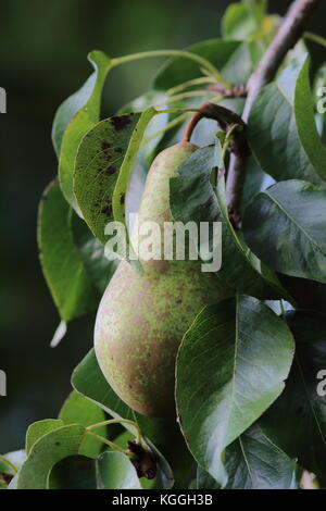 Sur Pear Tree avec des champignons sur le fruit montrant la rouille qui semble prêt pour la récolte Banque D'Images