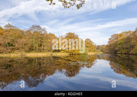 L'automne à Cannop Ponds Forêt de Dean, Herefordshire, Angleterre, RU Banque D'Images