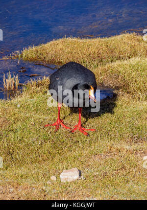 Giant coot fulica gigantea)(près de Machuca, région d'Antofagasta, Chili Banque D'Images