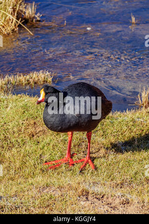 Giant coot fulica gigantea)(près de Machuca, région d'Antofagasta, Chili Banque D'Images