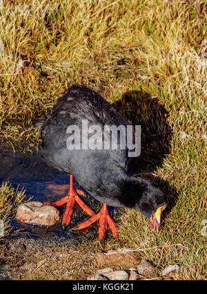 Giant coot fulica gigantea)(près de Machuca, région d'Antofagasta, Chili Banque D'Images