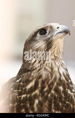 Gyrfalcon (Falco rusticolus), Islande Banque D'Images