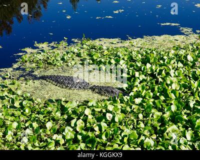 Alligator mississippiensis, A., au bord de l'eau bleue avec de la végétation verte. Alachua Comté, en Floride, aux États-Unis. Banque D'Images