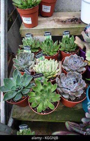 Variété mixte de la Plantation des boutures de succulentes dans un pot Banque D'Images