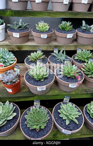 Variété mixte de la Plantation des boutures de succulentes dans un pot Banque D'Images