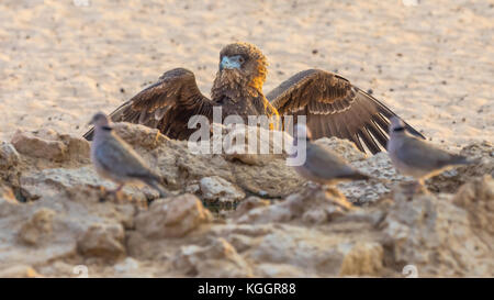 Un bateleur immature afficher en face de tourterelles du cap à un étang dans le parc transfrontalier de Kgalagadi à cheval sur l'Afrique du Sud et le Botswana. Banque D'Images