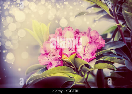 Belle floraison des rhododendrons avec bokeh , close up, des fleurs de jardin concept Banque D'Images