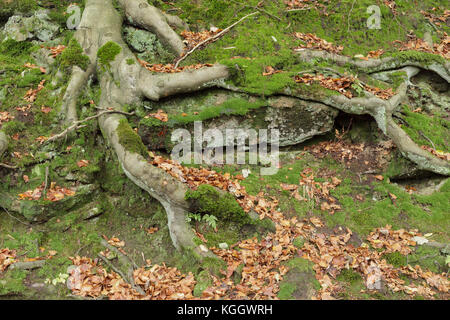 Les racines des arbres exposés du hêtre commun (Fagus sylvatica), Hardcastle Crags, Heptonstall, West Yorkshire, Angleterre, octobre Banque D'Images