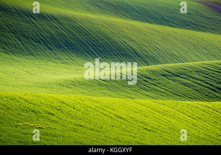 Collines de champs de blé vert. Conte fantastique paysage minimaliste avec des vagues de collines, les collines. Abstrait d'arrière-plan. La Moravie du Sud, Banque D'Images