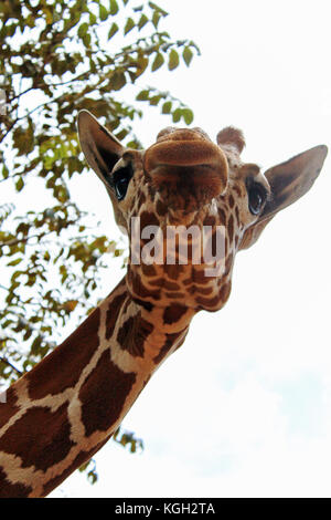 Close-up de tête de girafe avec arbres et ciel à l'arrière-plan Banque D'Images