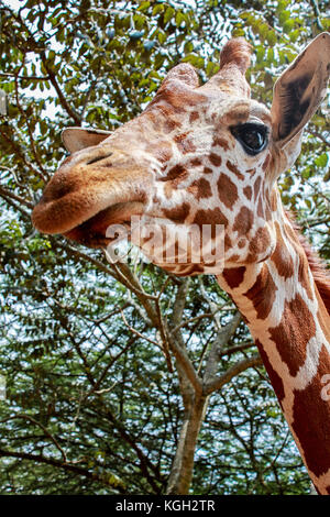 Close-up de tête de girafe avec des arbres à l'arrière-plan Banque D'Images