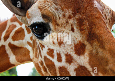 Close-up de tête de girafe avec accent sur l'œil, isolé Banque D'Images