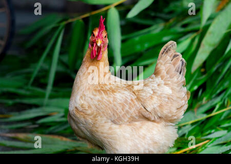 Un poulet regarde farouchement dans l'appareil. Banque D'Images