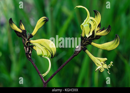 Paw de kangourou noir (Macropidia fuliginosa), ‘Bush Eclipse’ cultivar.AA vivace qui fleurit au printemps. A besoin de soleil et de sol bien drainé. Australie occidentale Banque D'Images