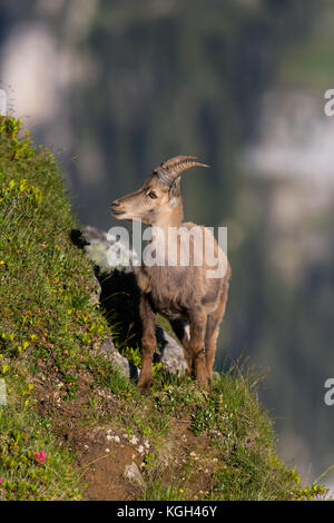 Hutte de Capra ibex capricorne standing in meadow abrupts des montagnes dans la lumière du soleil Banque D'Images