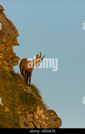 Jeune Bouquetin des Alpes naturel permanent capricorne à la falaise sur le soleil du matin Banque D'Images