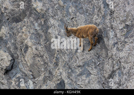 Jeune Bouquetin des Alpes bébé naturel capricorne debout sur falaise Banque D'Images