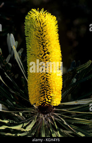 banksia mince (banksia attenuata), pointe de fleur. Parc national de Stirling Range, Australie occidentale Banque D'Images